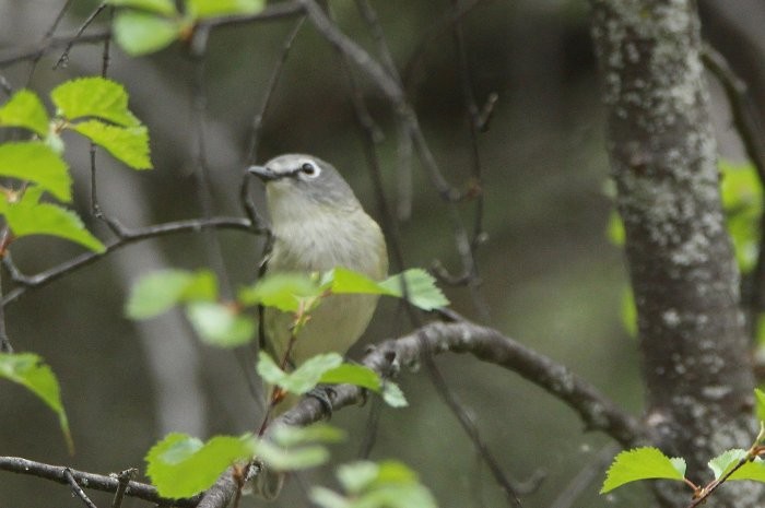 Cassin's Vireo - ML458411311