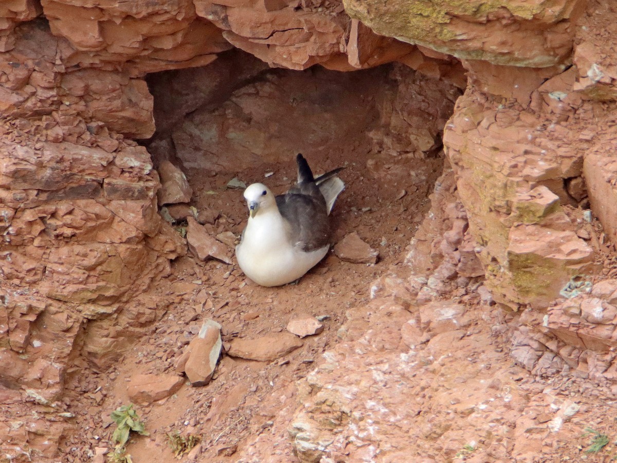 Northern Fulmar - ML458412391