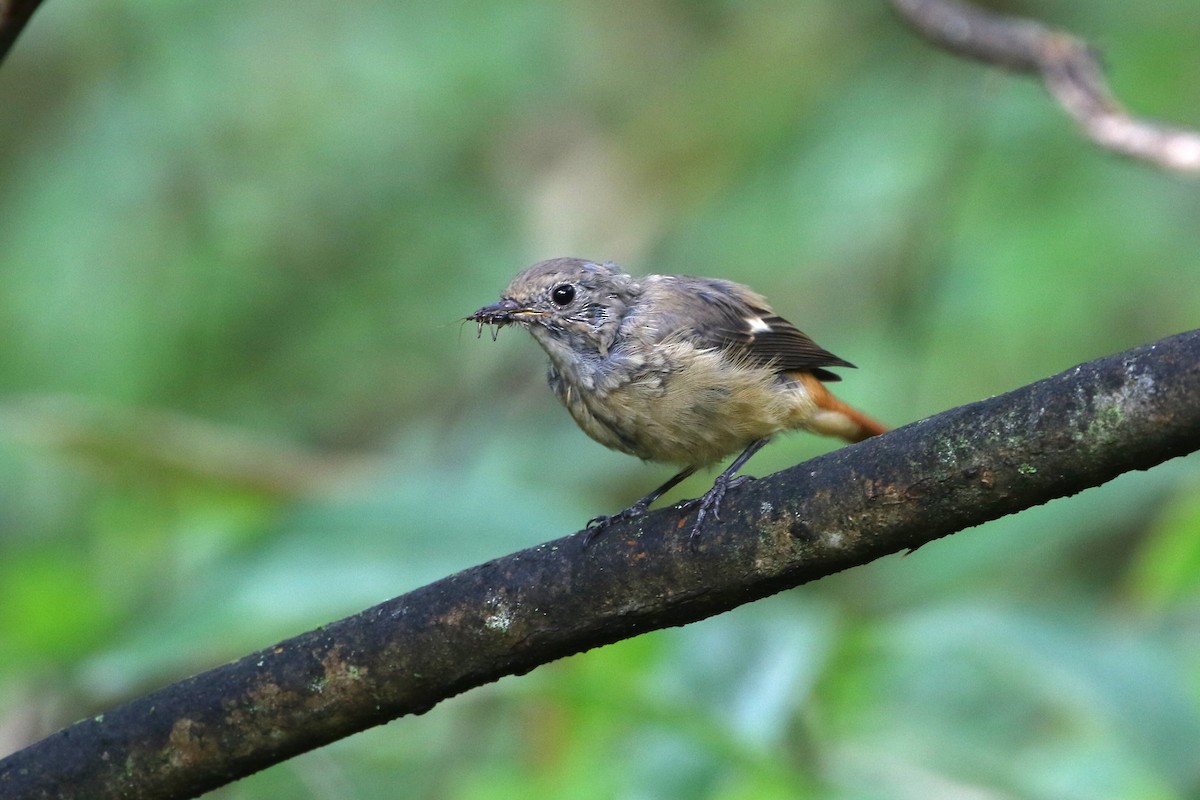 Daurian Redstart - ML458412591