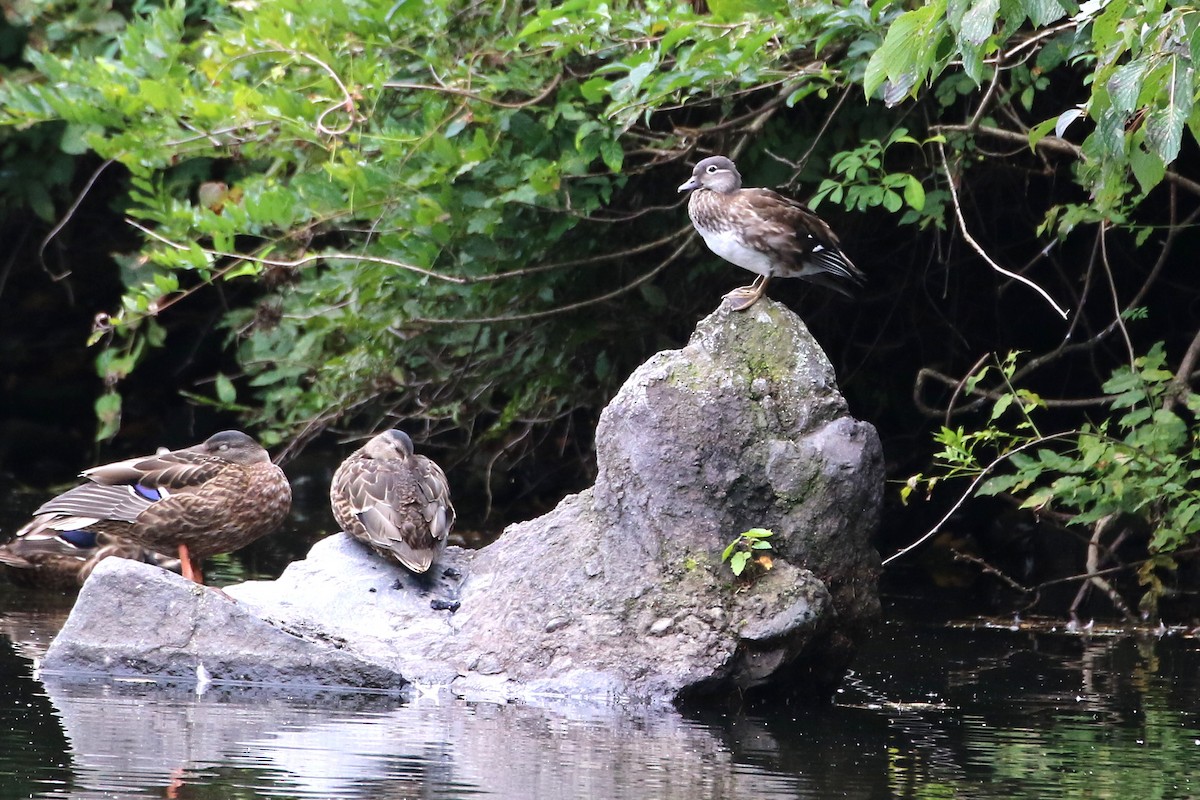 Mandarin Duck - ML458412751