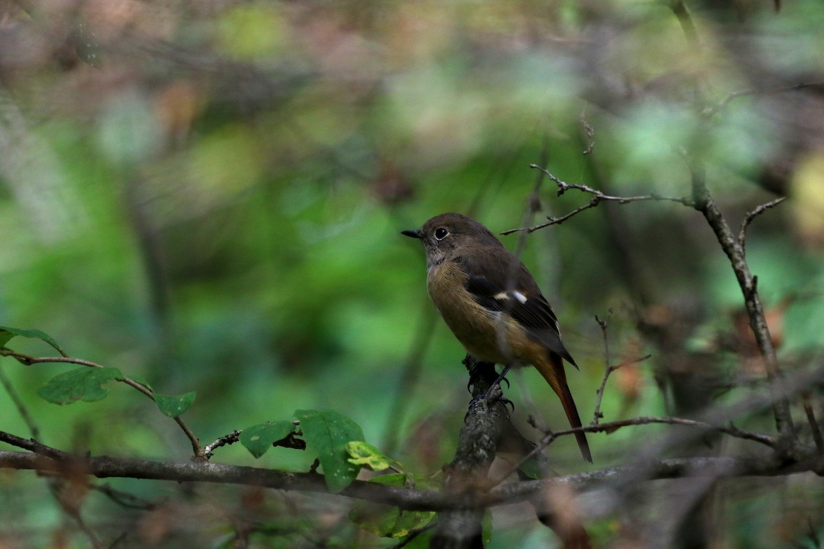 Daurian Redstart - ML458412871