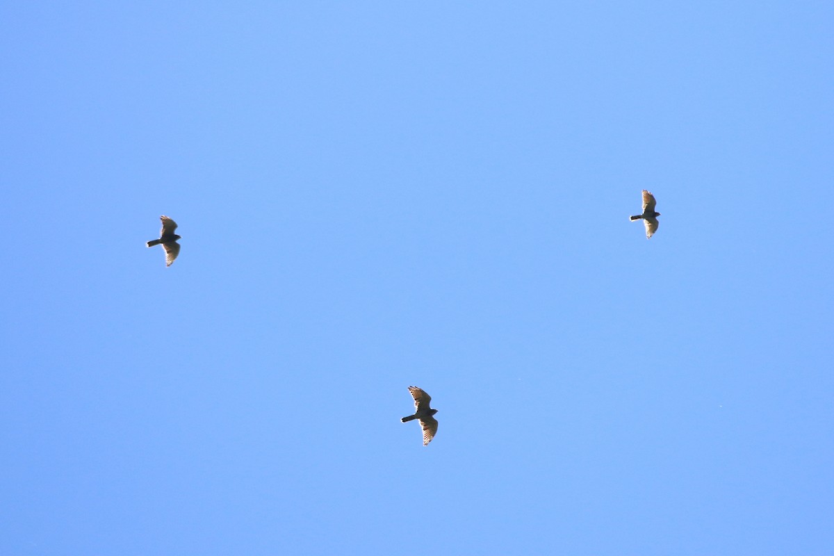 Gray-faced Buzzard - ML458413051