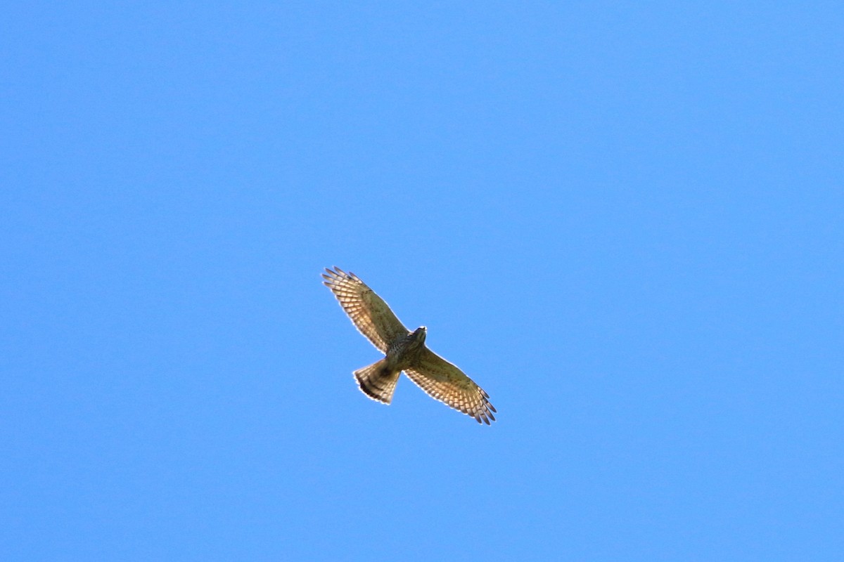 Gray-faced Buzzard - Atsushi Shimazaki