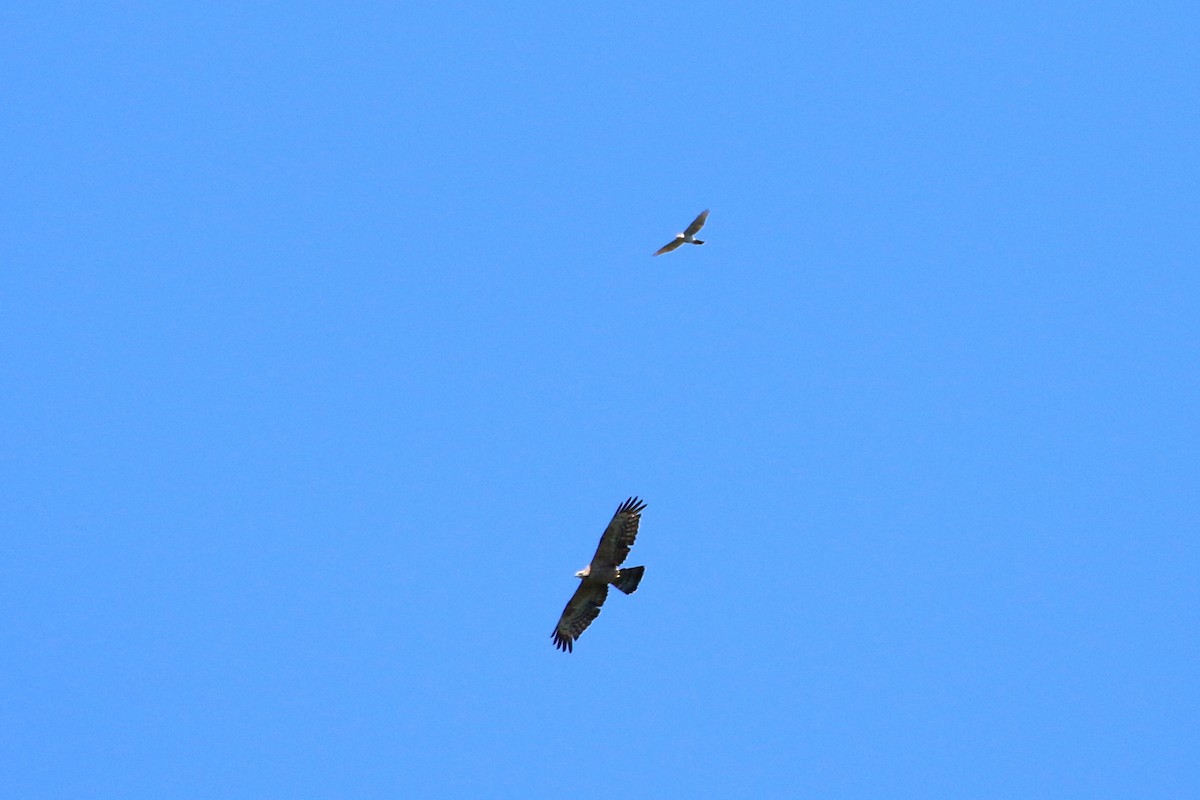 Oriental Honey-buzzard - Atsushi Shimazaki