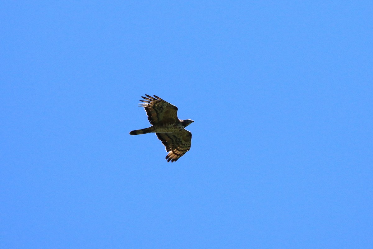 Oriental Honey-buzzard - Atsushi Shimazaki