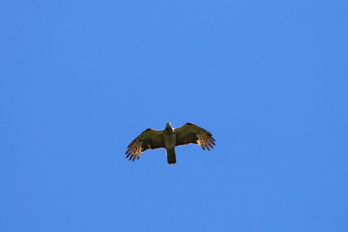 Oriental Honey-buzzard - ML458413291