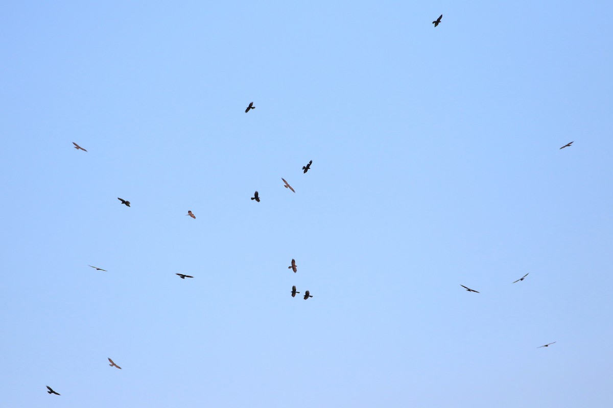 Gray-faced Buzzard - ML458413341