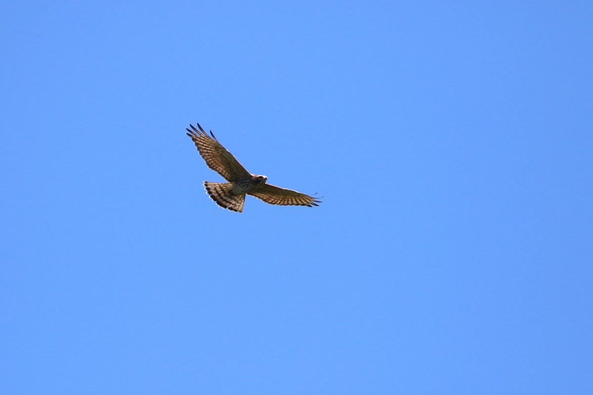 Gray-faced Buzzard - ML458413381