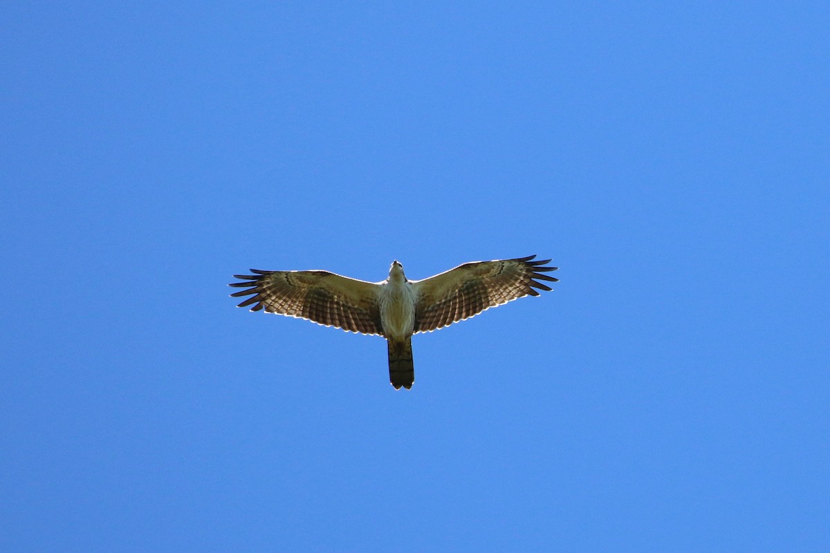 Oriental Honey-buzzard - Atsushi Shimazaki