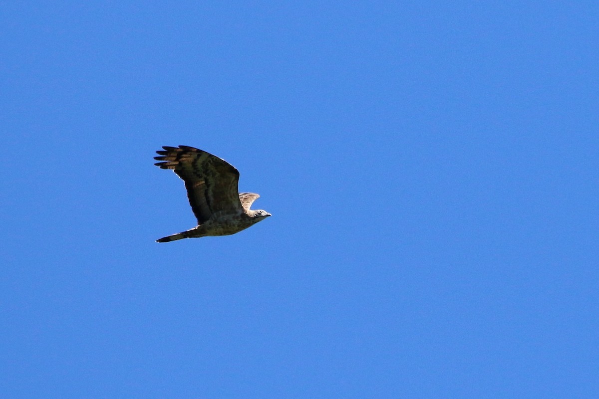 Oriental Honey-buzzard - ML458413441