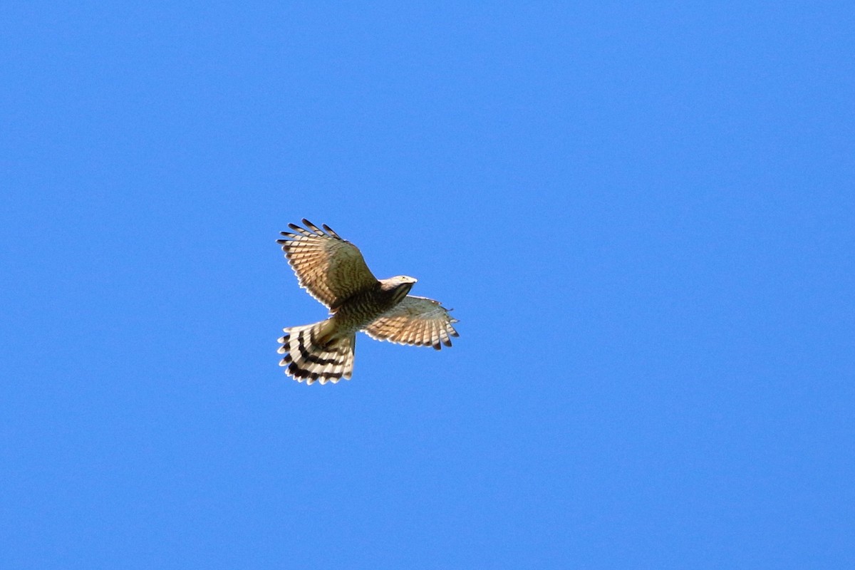 Gray-faced Buzzard - ML458413471