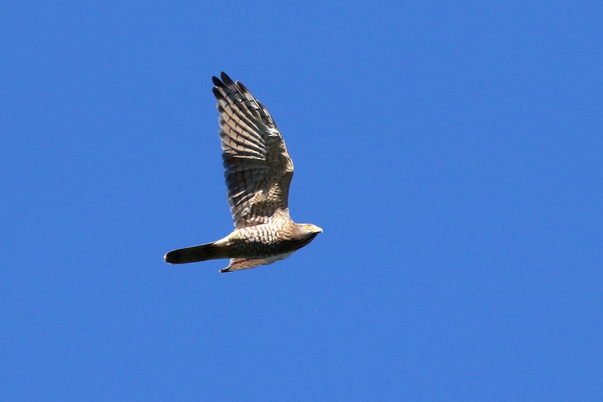 Gray-faced Buzzard - ML458413491