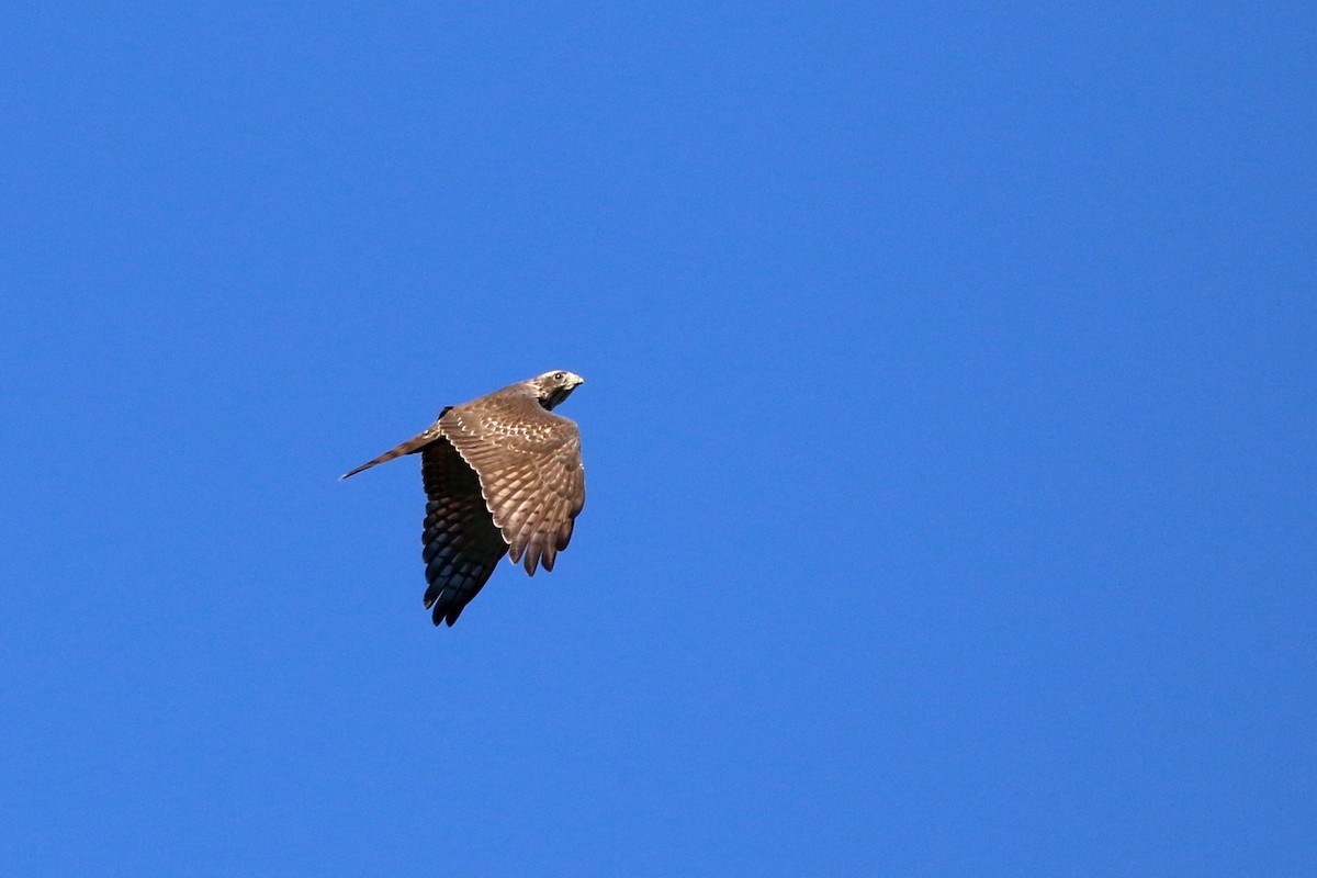 Gray-faced Buzzard - ML458413501