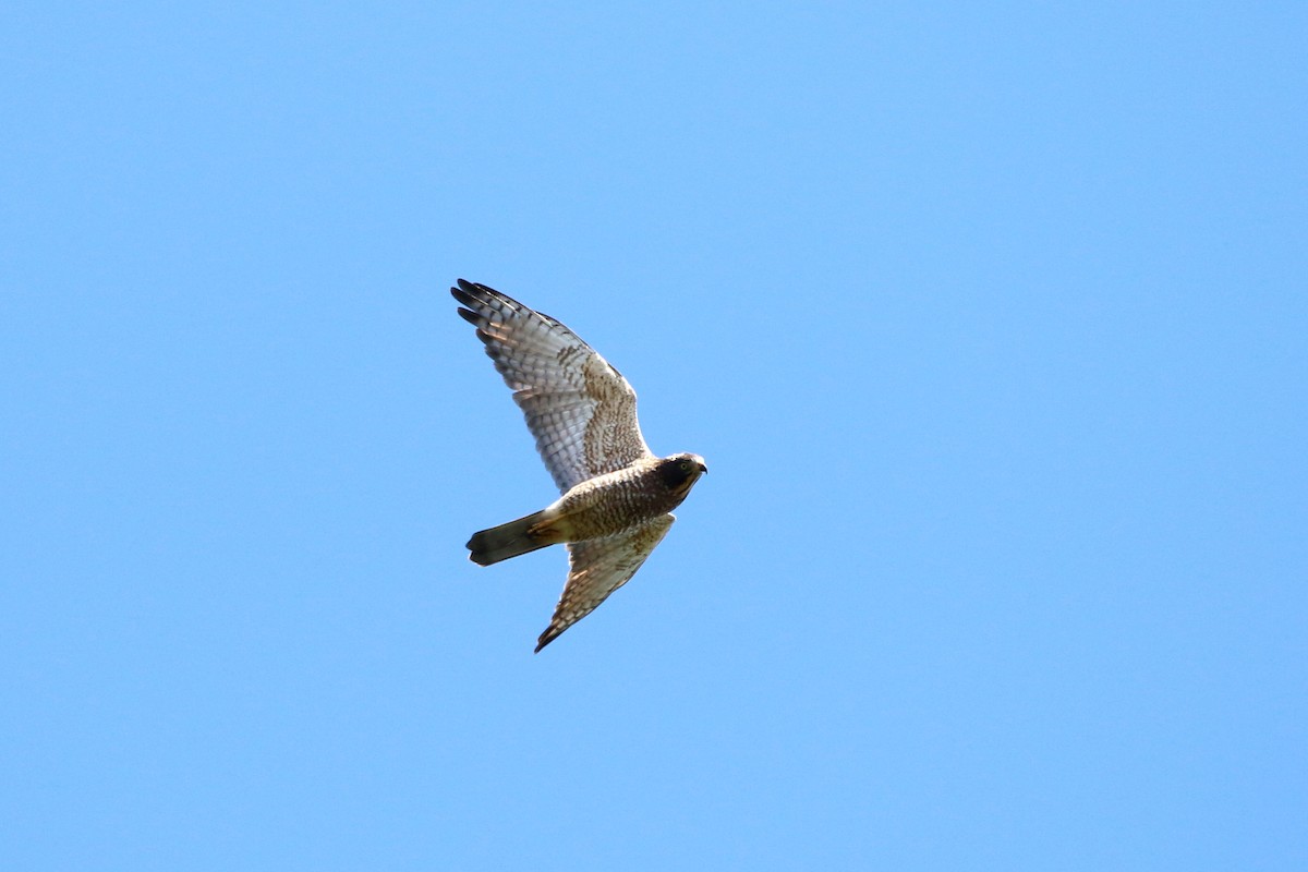 Gray-faced Buzzard - ML458413851