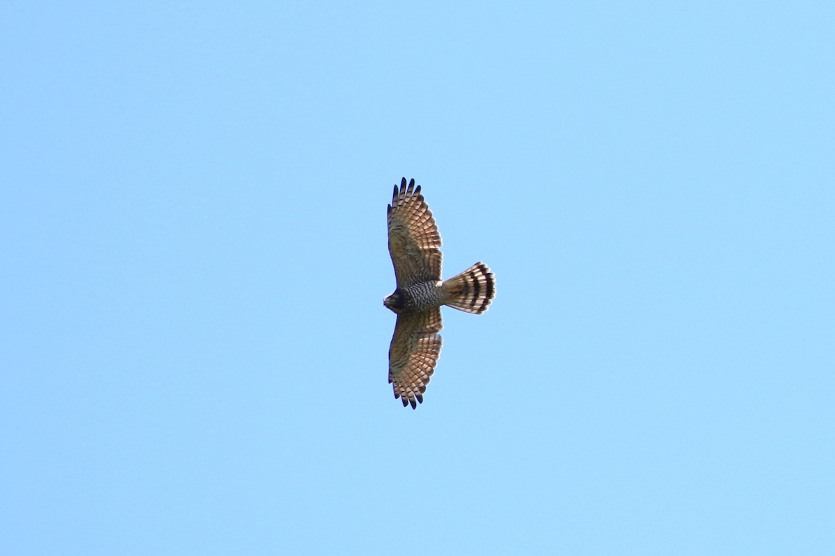 Gray-faced Buzzard - ML458413891