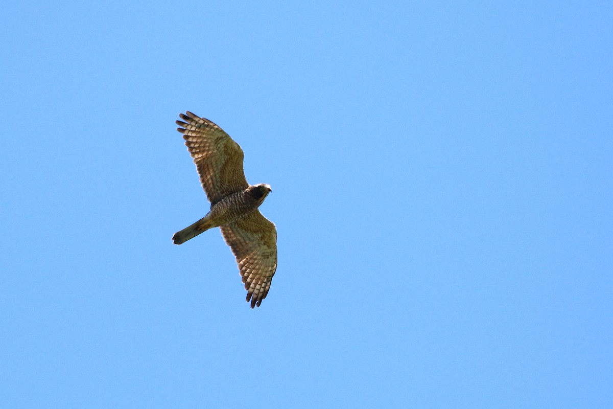 Gray-faced Buzzard - ML458413901