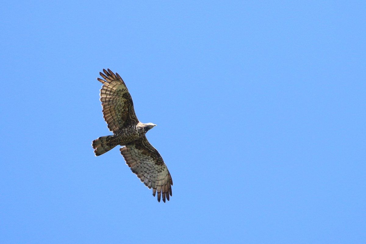 Oriental Honey-buzzard - ML458414011