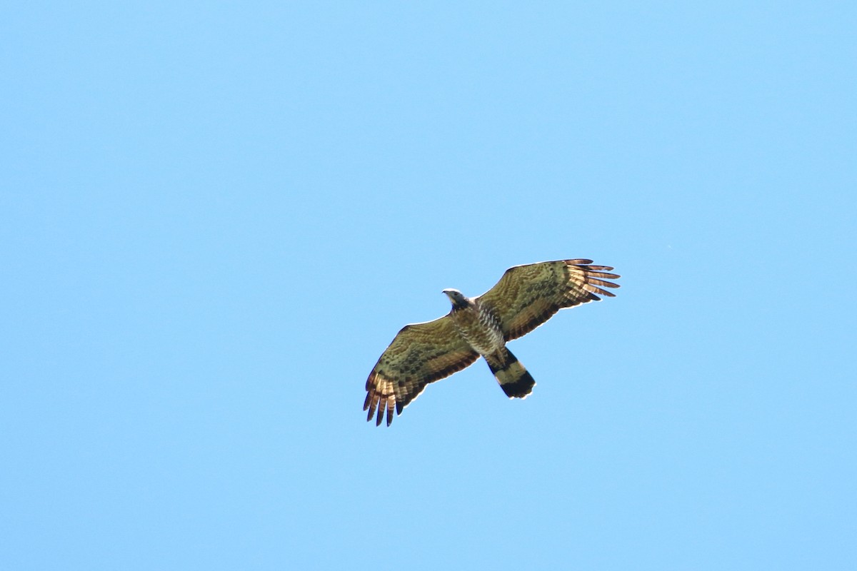 Oriental Honey-buzzard - Atsushi Shimazaki