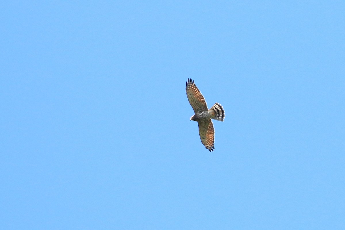 Gray-faced Buzzard - ML458414101