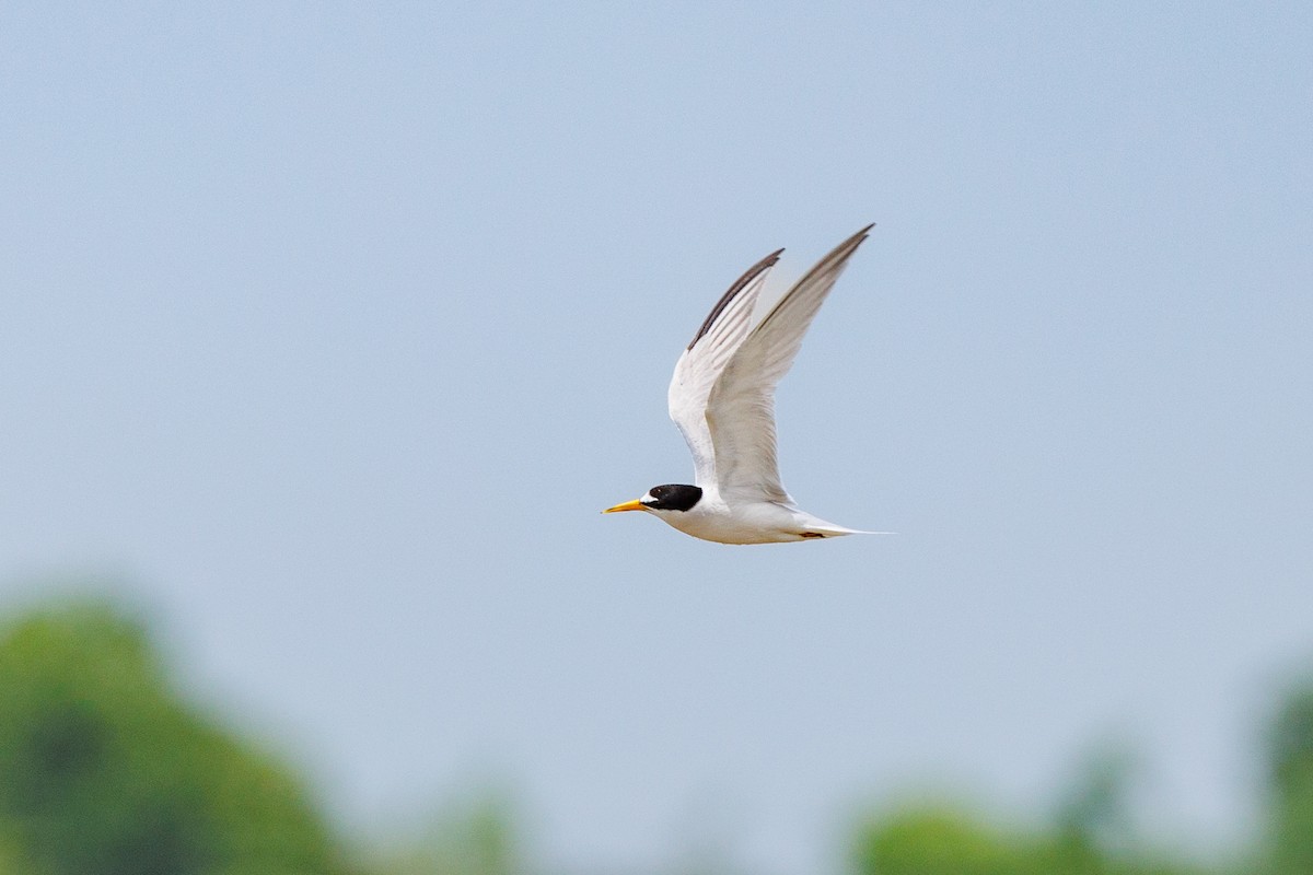 Least Tern - Hernan Riverol