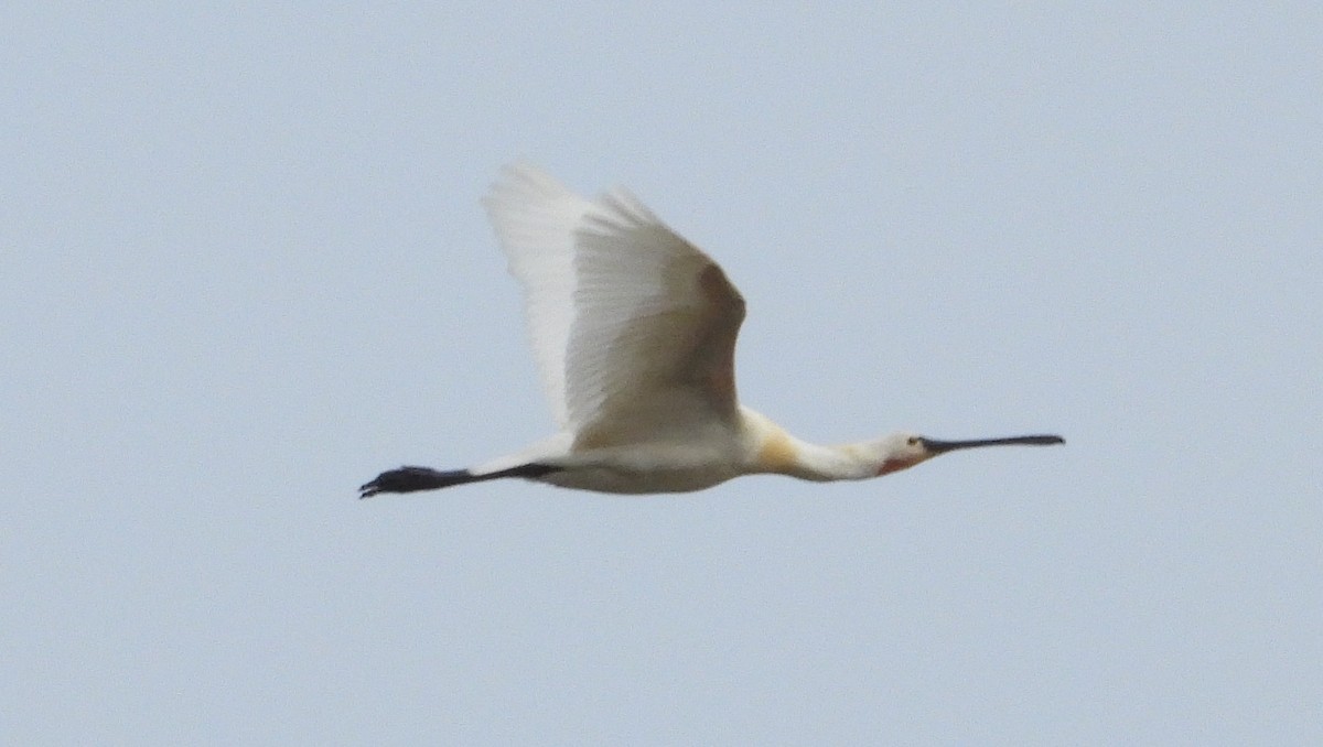 Eurasian Spoonbill - Ivan V