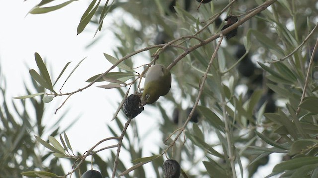 Zostérops à dos gris - ML458416281