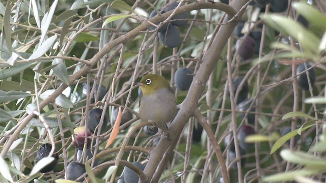 Graumantel-Brillenvogel - ML458416471