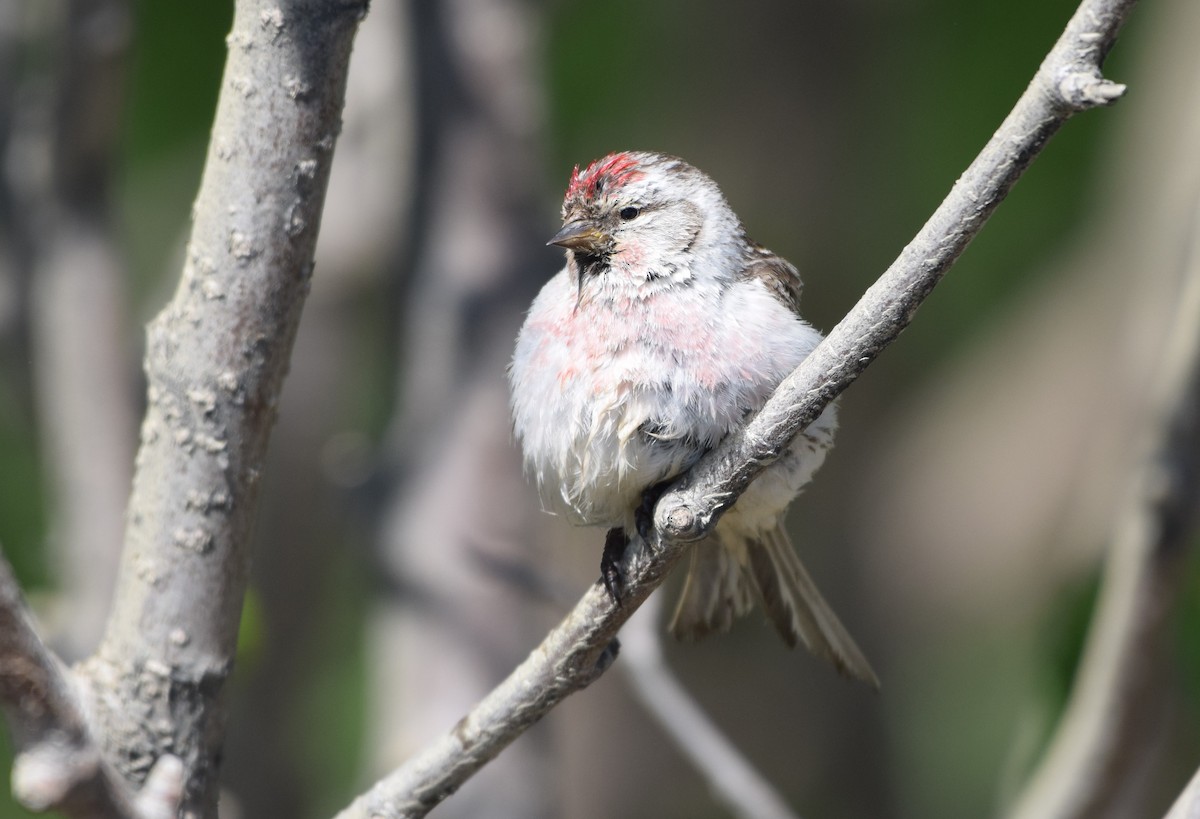 Hoary Redpoll - ML458416551