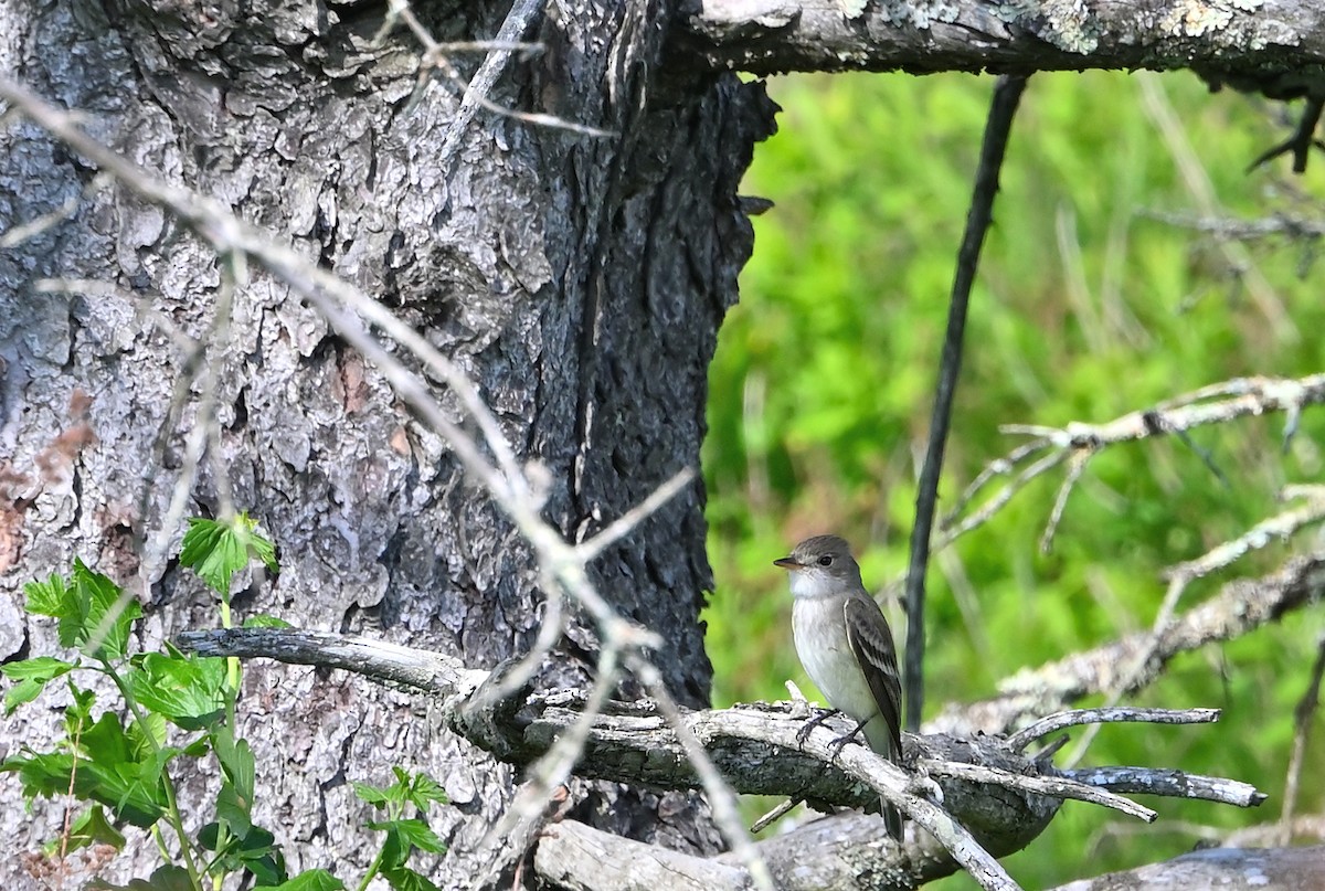 Alder Flycatcher - ML458417721