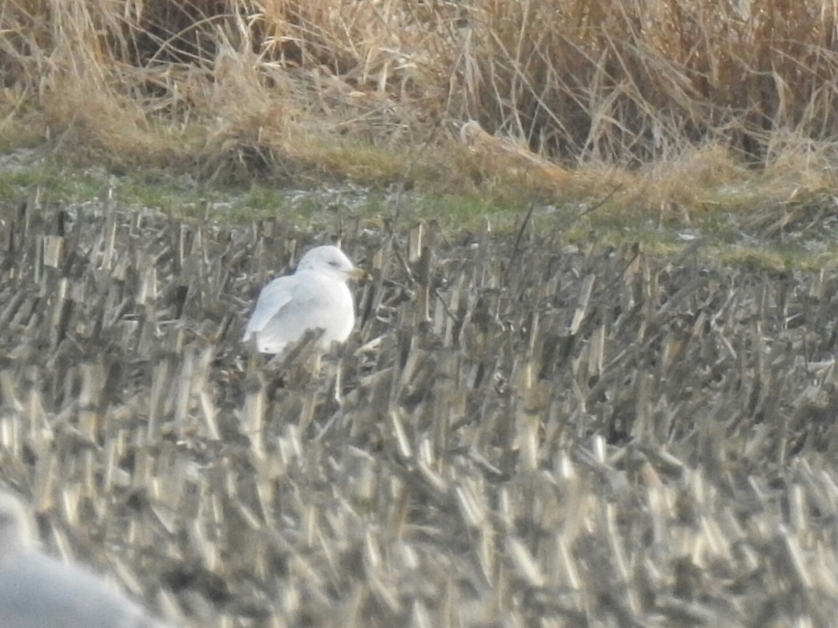 Ring-billed Gull - ML45841831