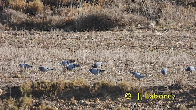 Rock Pigeon (Feral Pigeon) - ML458418321