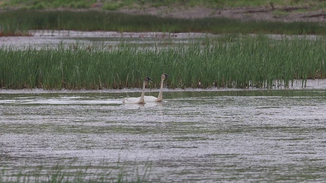 Cisne Trompetero - ML458419241