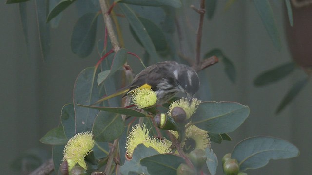 New Holland Honeyeater - ML458419251