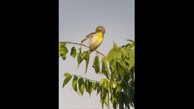 Dickcissel d'Amérique - ML458419401