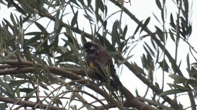 New Holland Honeyeater - ML458419501