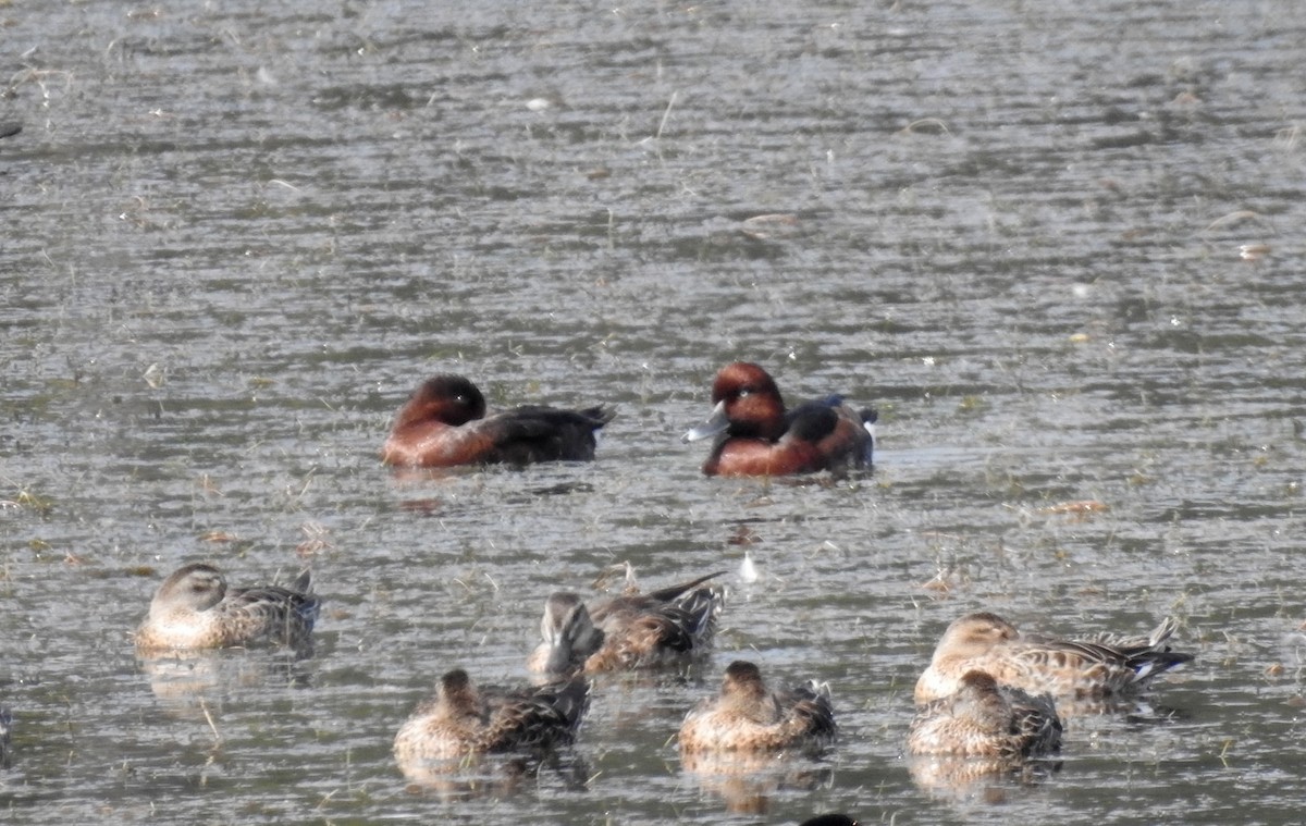 Ferruginous Duck - ML45841961