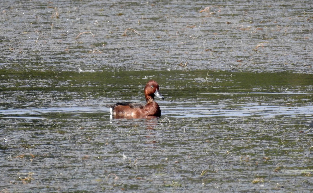 Ferruginous Duck - ML45841981