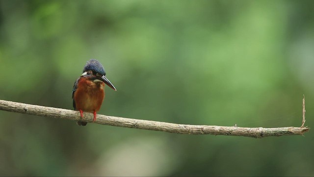 Blue-eared Kingfisher - ML458420761