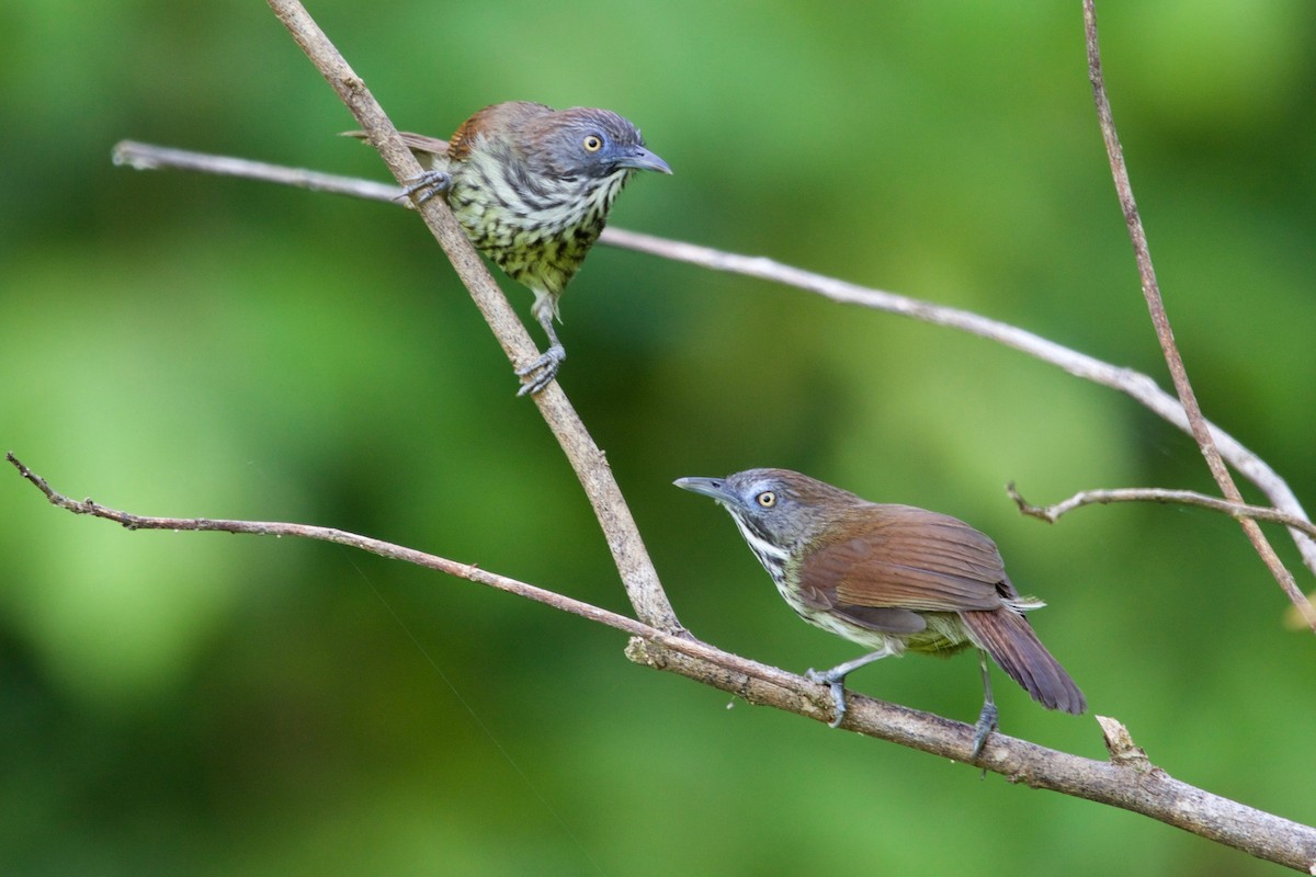 Bold-striped Tit-Babbler - ML458420941