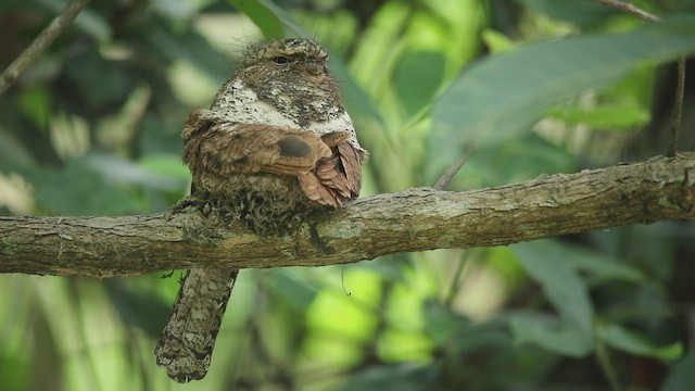 Hodgson's Frogmouth - ML458421201