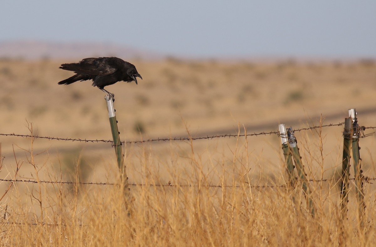 Chihuahuan Raven - ML458421351