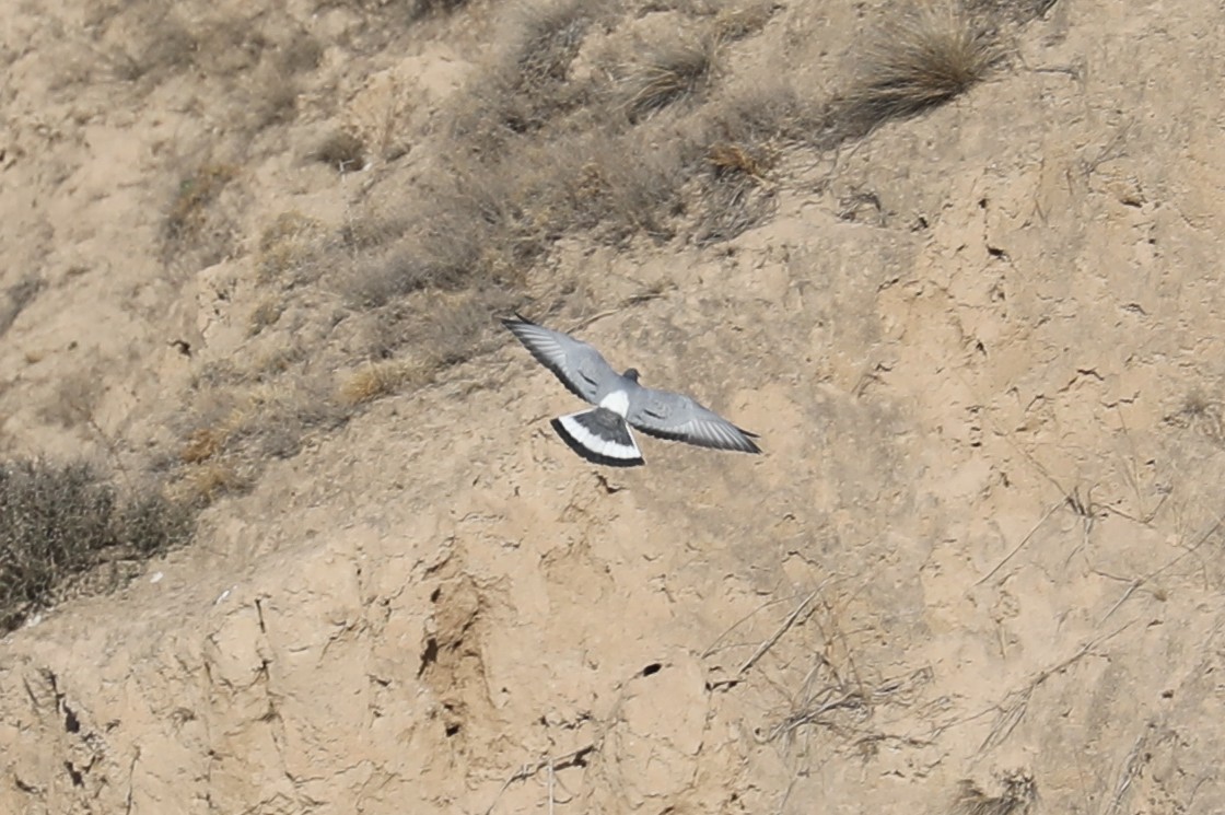 holub útesový - ML458421701