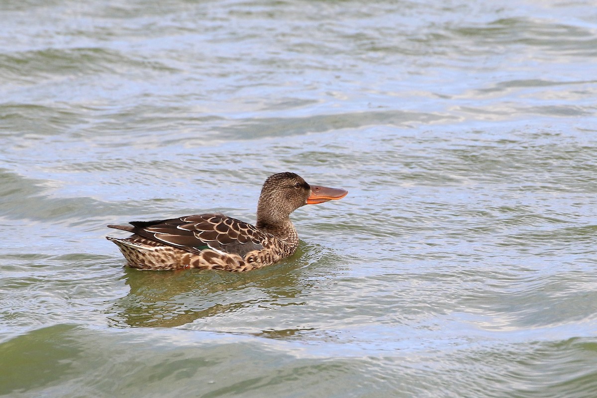 Northern Shoveler - ML458422461