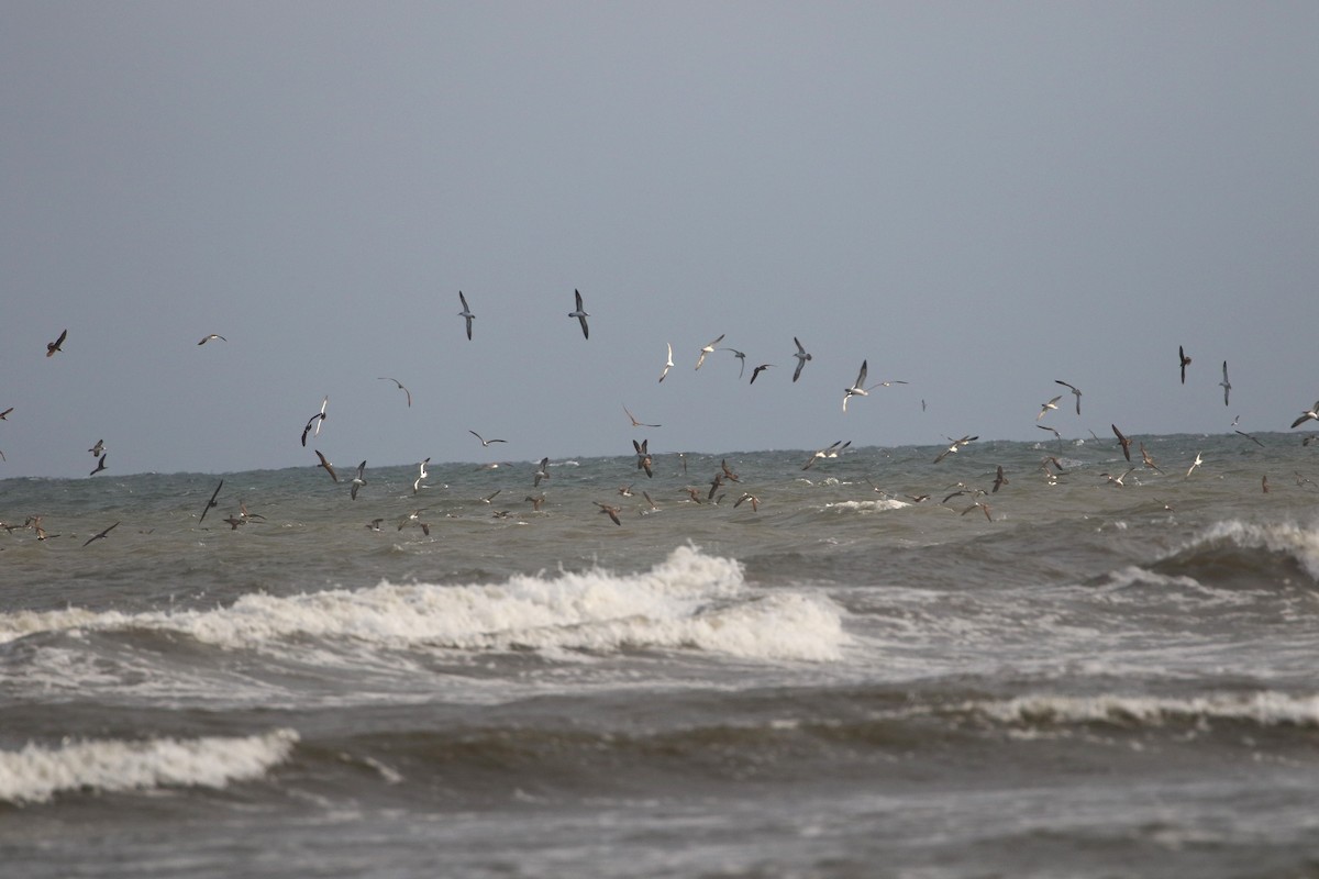 Weißgesicht-Sturmtaucher - ML458423091