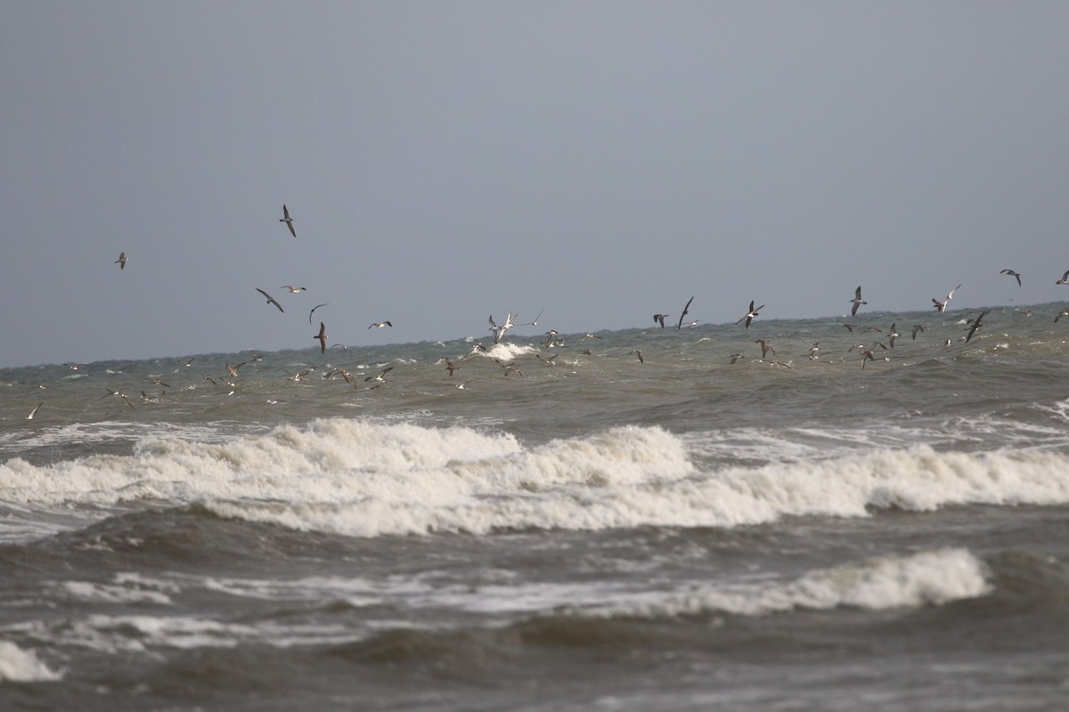 Weißgesicht-Sturmtaucher - ML458423101