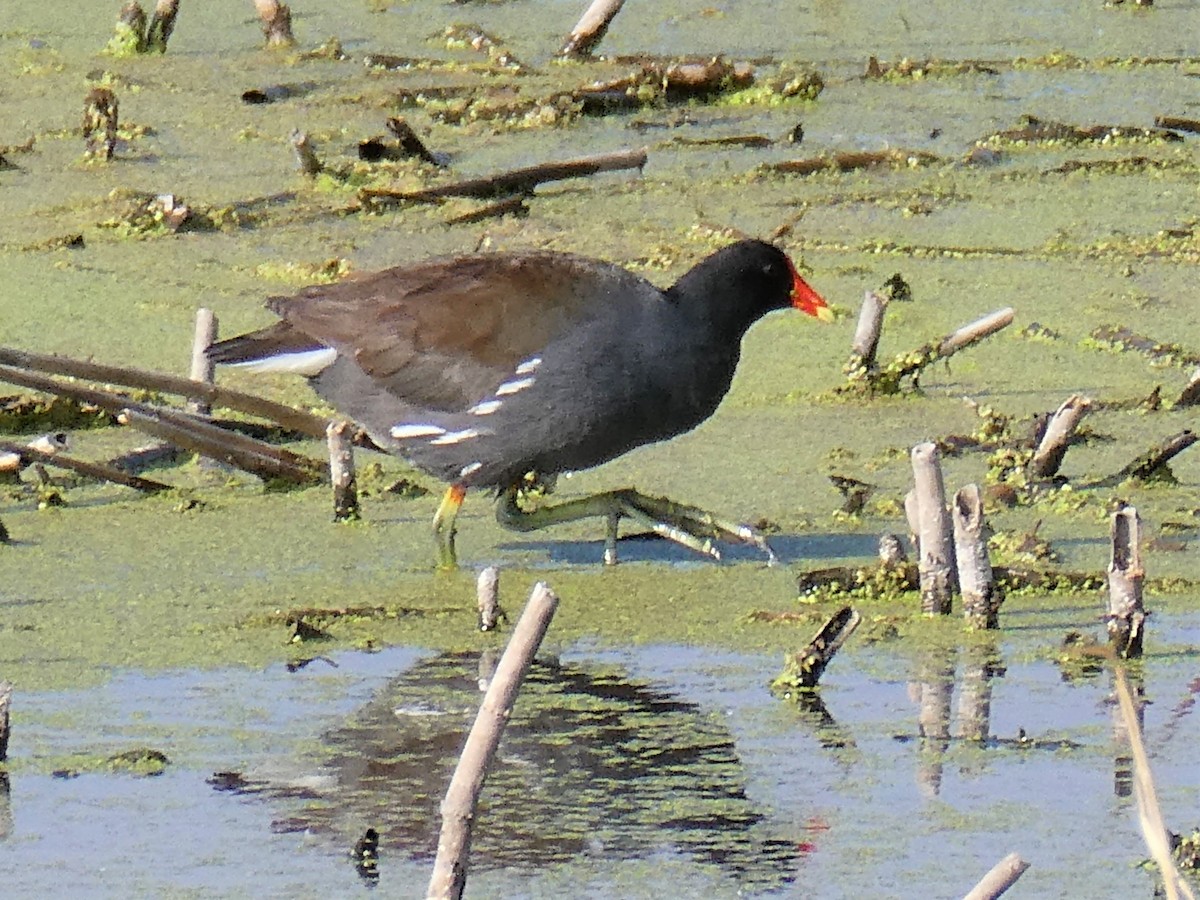 Common Gallinule - ML458423391