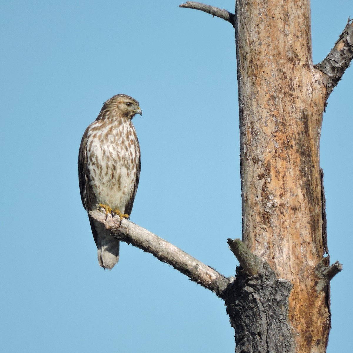 Red-shouldered Hawk - ML45842341