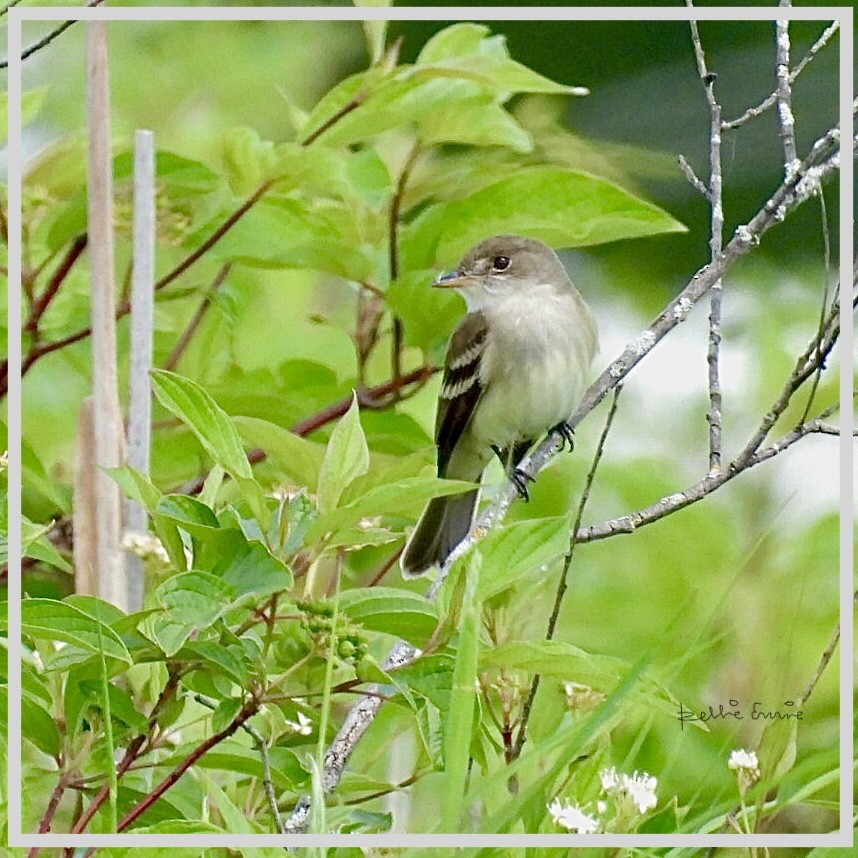 Alder Flycatcher - ML458424001