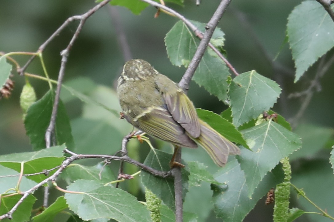 Gansu Leaf Warbler - ML458424611