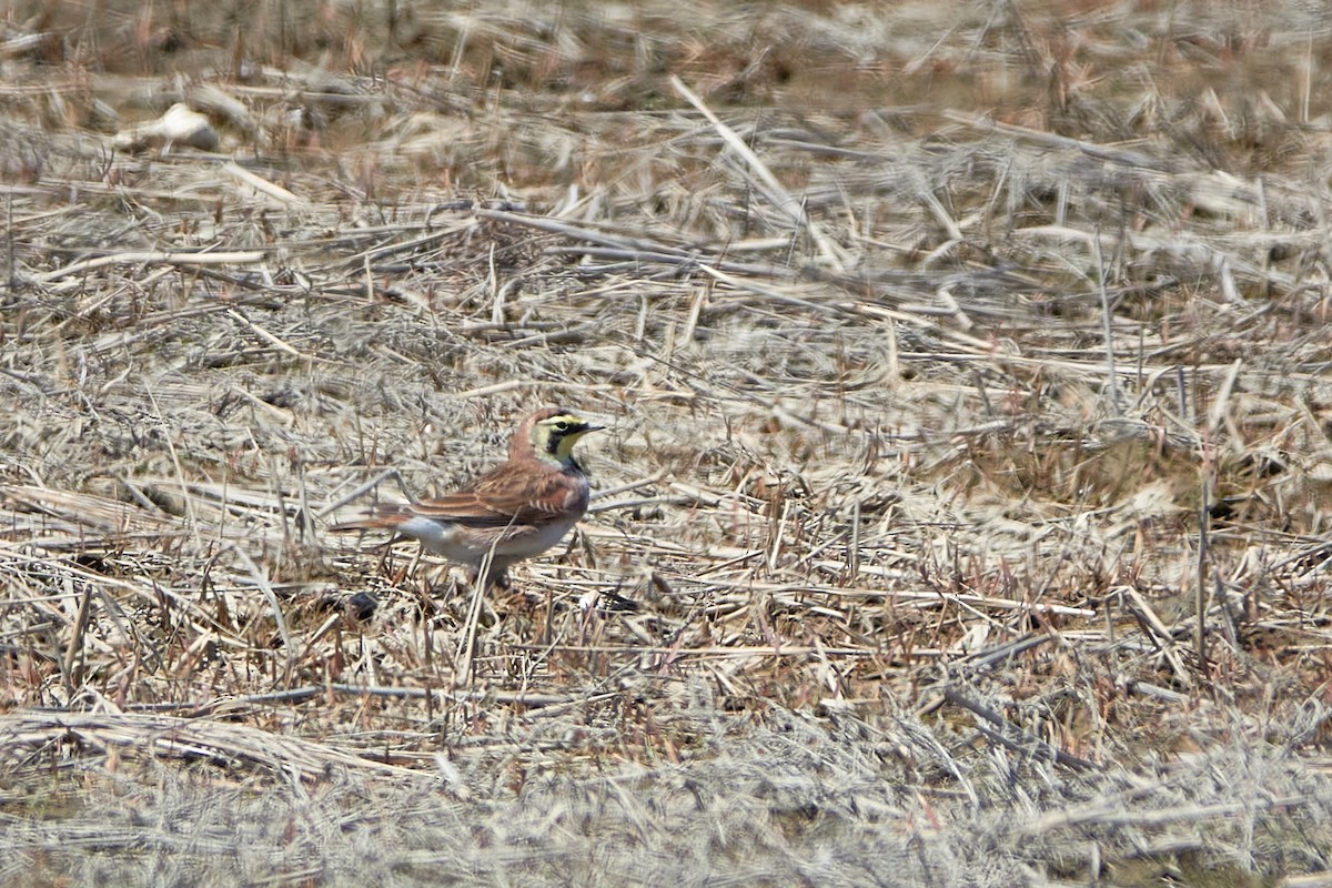 Horned Lark - ML458425291